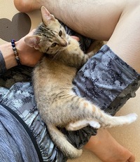 キジ三毛と思って育てていた猫が白の部分が少なくて 麦わら猫 と言う Yahoo 知恵袋