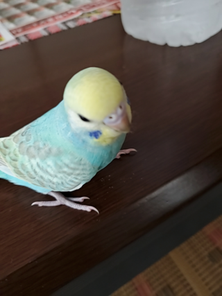 生後約3ヶ月のセキセイインコです 名前は そらです この子はオスでしょう Yahoo 知恵袋