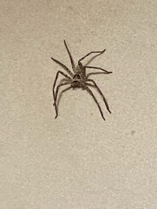 ゴキブリ を 食べる クモ クモはゴキブリを食べるから生かしとけって言っている人いますが ゴキブリって何か見た目が不快以外に家財などに害を与えますか クモもゴキブリも人によるけど 見た目が不快な害虫ですよ