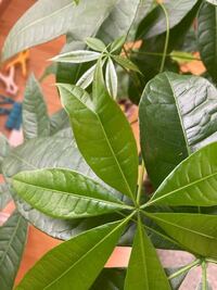 パキラという観葉植物を買ったのですが 最近虫食いのような穴が出 Yahoo 知恵袋