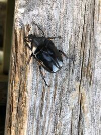 先程黒いカナブンを見つけたのですがレアですか 普通のカナブンよ Yahoo 知恵袋