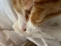 猫アロマ危険 先日 無印の超音波アロマディフューザーを購入し アロマオイ Yahoo 知恵袋