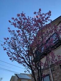 桜の木について質問です うちの玄関先に桜の木が15年ほど前から植えて Yahoo 知恵袋