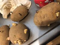 男爵とメークインです 芽が出てしまいましたがもう食べられませんか Yahoo 知恵袋