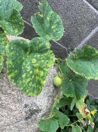 この花の名前はなんでしょうか 蔓や葉がキュウリに似てい Yahoo 知恵袋