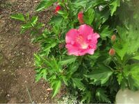 ８月 または９月から植えて育てやすい花を教えてください 閲 Yahoo 知恵袋