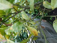 デコポンの育て方デコポン 不知火 の葉が写真のようになってしまいまし Yahoo 知恵袋