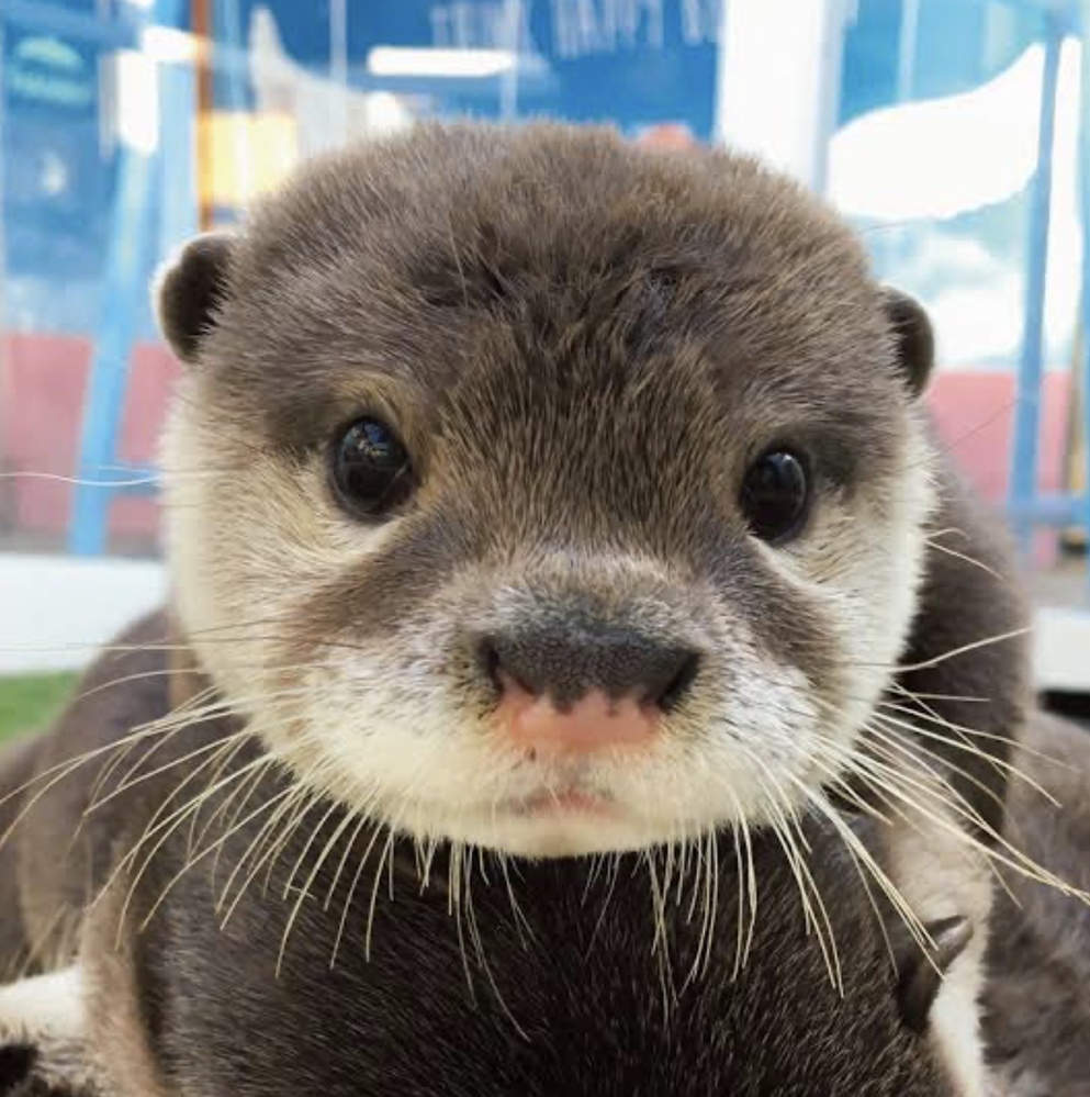 川にはカワウソがいるけど海にも同じようにウミウソがいるってのは本当ですか？ - Yahoo!知恵袋