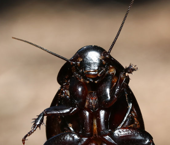 女子の方から見てこの顔評価お願いします 彼女が欲しいので合コンと Yahoo 知恵袋