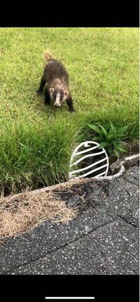 つい先日 ゴルフ場でこのような動物と遭遇しました 威嚇しながらこちらに向かって Yahoo 知恵袋