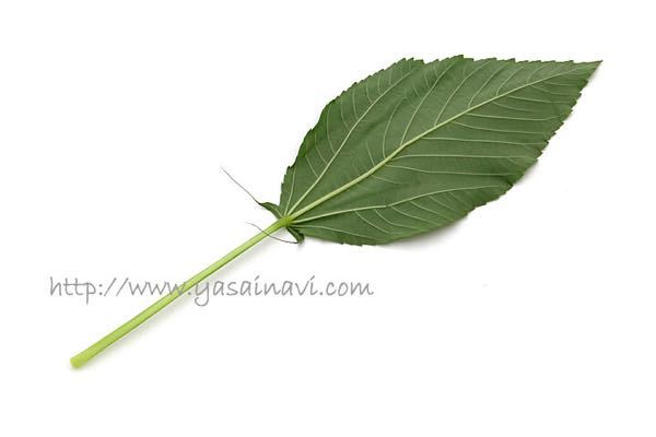 モロヘイヤの可食部と調理について 家庭菜園をしているご近所さんから モロヘ Yahoo 知恵袋