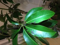 育てている観葉植物のツピダンサスの葉が黒くなりました 一月前に購入し ひとまわ Yahoo 知恵袋