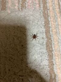 蜘蛛って餌なしで何日くらい生きますか 車の中に蜘蛛がいました 私 Yahoo 知恵袋