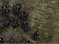 この黒い小さい虫は何という虫でしょうか 虫が苦手な方はごめんな Yahoo 知恵袋