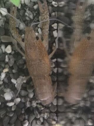ザリガニを飼っているのですが 脱皮前には 体が黒くなったり背中の関節に隙間 Yahoo 知恵袋