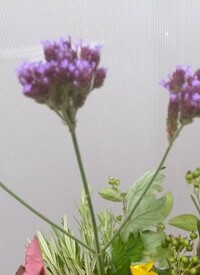 この紫の花の名前を教えて下さい 多分雑草だと思います ヤナギハナガサ 三 Yahoo 知恵袋