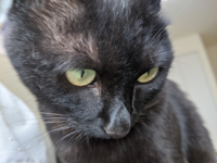 猫の目やにの取り方 カチカチの黒い塊の目やにが よく目のふちに付いてま Yahoo 知恵袋