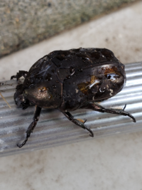 この虫何ですか カナブン 黄金虫 小さくて表はベロア生地の様に毛足が長く裏は黄 Yahoo 知恵袋