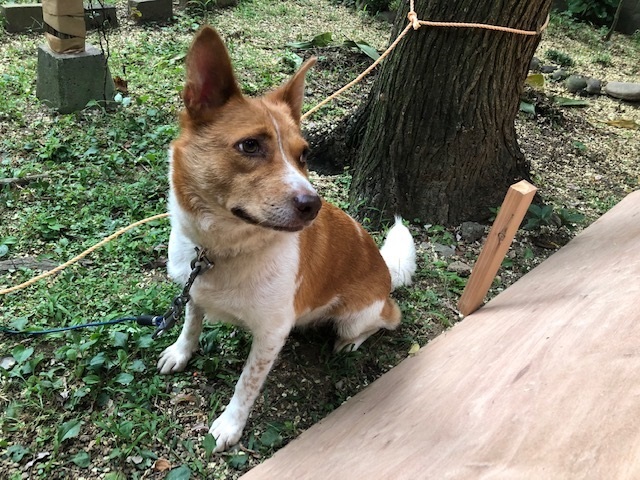 最近親友が亡くなり忘れ形見の犬を譲ってもらいました この写真の犬の種類を教 Yahoo 知恵袋