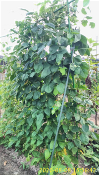 家庭菜園楽しんでます インゲンのツルはとても伸びたのですが 花が咲かないので Yahoo 知恵袋