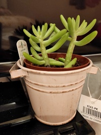 二週間前に元気だった八千代 多肉植物 ですが 葉が落ち元気がなかった Yahoo 知恵袋