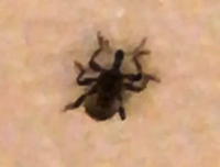 蜘蛛に似ていて足が6本 小さい頭に触覚の生えた生き物なにか分かります Yahoo 知恵袋