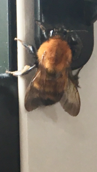 この蜂は何蜂ですか なんかめっちゃ丸くてかわいい トラマルハナ Yahoo 知恵袋