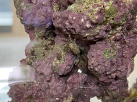 カニについて質問です 海水槽のライブロックから出てきたカニをどうする Yahoo 知恵袋