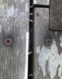 最近自宅のウッドデッキに 写真のような虫 みたいな物が付着しています Yahoo 知恵袋