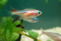 ニューゴールデンネオンテトラをお迎えしたのですが体の中に沢山の粒々が見えます Yahoo 知恵袋