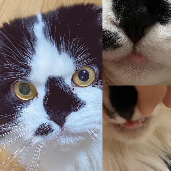 飼い猫についてです - 猫の唇がピンクでぷっくりしててかわいいなぁー 