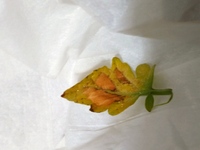 ミニトマトに実がつかない なぜでしょう お花はいっぱいあるんですけど Yahoo 知恵袋