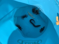 今日北海道小樽の朝里海水浴場で子供とカニ釣りをしていたら黒いどじょう Yahoo 知恵袋