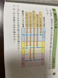 について 正しい の か どれ 胆汁 は