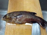 魚のベラの調理法を教えて下さい 旦那が釣りでベラをいっぱい持って帰ってき Yahoo 知恵袋