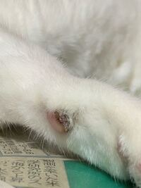 犬や猫って 前足に一つずつ余分な肉球がついていますよね 使ってない Yahoo 知恵袋