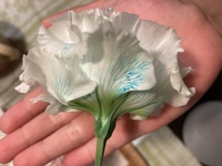 小学３年生の娘が自由研究に白い花に色を付けたいと言います 白い Yahoo 知恵袋