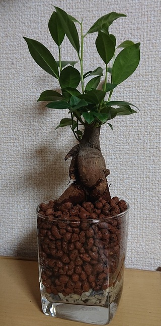 ガジュマル 植え 替え これ全部100均 無印良品のガジュマルを土植えからハイドロカルチャーへ植え替えが簡単で最高