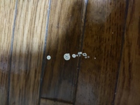 部屋の床に白いものが付いていたんですが これは虫の糞なんでしょうか 前にも見か Yahoo 知恵袋