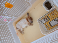 このうさぎの寝方どうでしょうか 画像あり 可愛いですね リラックスしている Yahoo 知恵袋