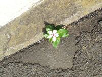 たまに道端で花が咲いてたりしますけどどうして花が咲くんですか どこかの花 Yahoo 知恵袋