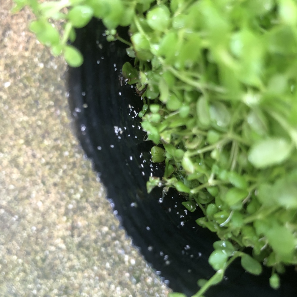 水上葉で水草を育てているのですが いつのまにか画像のような白い虫がい Yahoo 知恵袋