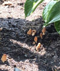 紫陽花にキノコが生えてきました なんのキノコか教えてく Yahoo 知恵袋