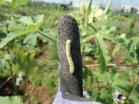 畑でオクラを育てています オクラの花の中に この虫がいました これは何という名 Yahoo 知恵袋