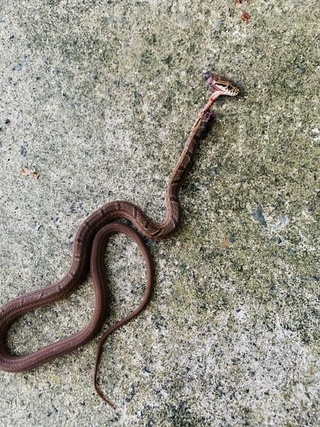このヘビは何でしょうか シマヘビでは無さそうなのですが 玄関に居ました Yahoo 知恵袋