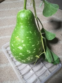 これって何ですか 食べられますか 色が黄緑なので夕顔だと思いま Yahoo 知恵袋