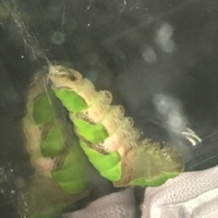 モンキアゲハの幼虫はミカンの葉を食べるでしょうか 食べます ミカン類と山 Yahoo 知恵袋