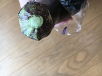 数日前に買った茄子のヘタに白いカビが生えていましたこれはヘタを Yahoo 知恵袋