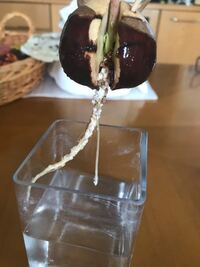 アボカドの種を水栽培しているのですが 根っこが何本も生えてこず白いボツボツみた Yahoo 知恵袋