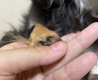 犬 トイプードル の黒爪の切り方の基準がわかりません いろいろ調べて見たのです Yahoo 知恵袋